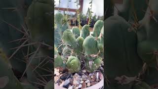 Cactus pene  echinopsis lageniformis echinopsis cactus shortvideo [upl. by Ludwigg503]