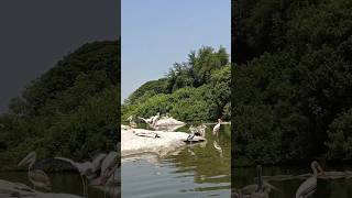 Ranganathittu Bird Sanctuary shorts youtubeshorts pelicans birds sanctuary summer india [upl. by Yeslaehc475]