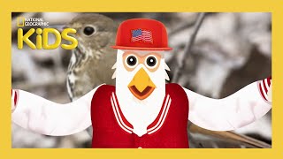 50 Birds 50 States 🦆🐥🦜  Nat Geo Kids Compilation  natgeokids [upl. by Noteek]