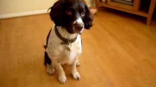 english springer spaniel tricks THE BEST [upl. by Aleyak]