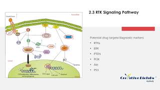 An Overview of Prostate Cancer  Creative Biolabs [upl. by Odeen385]