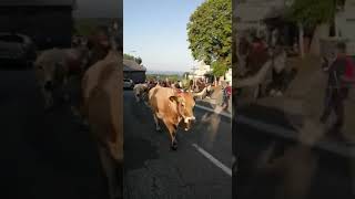 La transhumance est une institution sur le plateau de l’Aubrac 12 [upl. by Weinberg]