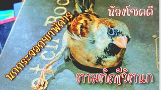 Bird diary lovepets เลี้ยงสัตว์ sparrow นกกระจอกขาพิการ [upl. by Irreg]