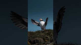 Puffin photography in Iceland puffins puffin wildlife [upl. by Ehcropal]