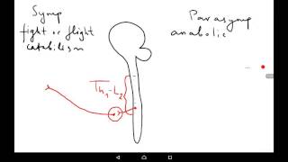 Autonomic nervous system [upl. by Sup332]