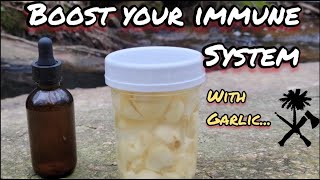 Herbal Medicine Garlic Making a Tincture [upl. by Anila]