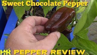 ⟹ Sweet Chocolate Pepper  Capsicum Annuum  Pepper Review [upl. by Ailerua]