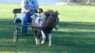 Go go pony Driving Saber the mini horse at a canter [upl. by Stieglitz135]