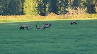 Elk herd on Carnation Farms  Washington Fall 2023 [upl. by Courtund]