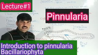 Diagramatic introduction to pinnularia BSC BS botany aliuzairpakistan [upl. by Burtis457]