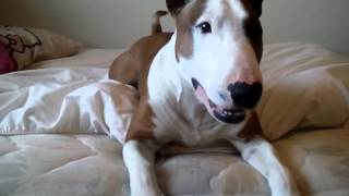 Playing with my English Bull Terrier [upl. by Sapowith]