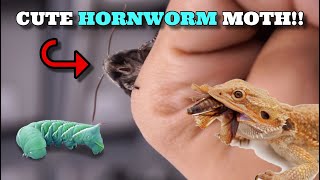 Cute Alien Looking Hornworm Moth Hatched Hornworm Breeding For Your Bearded Dragons [upl. by Ymmij]