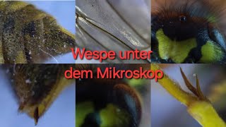 Wespe unter dem Mikroskop  300  600 fache Vergrößerung Fühler Kopf Stachel Flügel Augen [upl. by Hound]