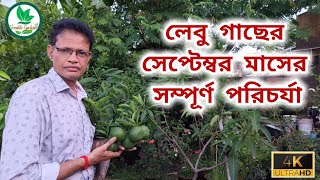 লেবু গাছের সেপ্টেম্বর মাসের সম্পূর্ণ পরিচর্যাCitrus Plants Care for September [upl. by Eseenaj]