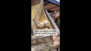 Truck Full of Chickens Crashes in Ontario 💔 [upl. by Leber]