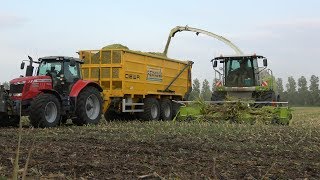 Loonbedrijf Reimink  mais hakselen met Claas Jaguar 950 Massey Ferguson Fendt en Terberg 2018 [upl. by Seaddon758]