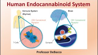 Human Endocannabinoid System [upl. by Tecu]