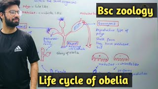 Obelia Characteristics  Life Cycle  Class Bsc Zoology [upl. by Handy]