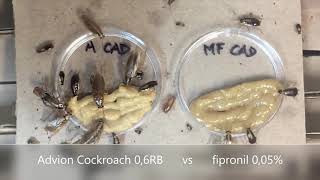 Advion Cockroach vs Fipronil 005 [upl. by Ettebab]