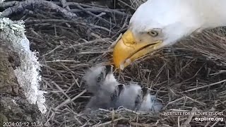 West End🦅And Then There Were THREE🐥🐥🐥Thunder Feeds Triplets🐠Bonking⚔Exploreorg 20240312 [upl. by Sinegold]