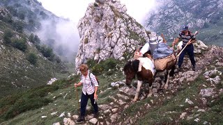 La VIDA DE LOS PASTORES de los Picos de Europa y el queso de Gamoneu  Oficios Perdidos  Documental [upl. by Enyaz657]