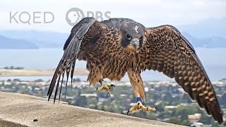 Watch These Peregrine Falcons Become Fierce Parents  Deep Look [upl. by Kask]