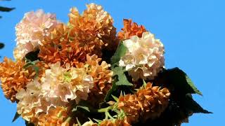 Dombeya Flowering Season EndsDrying Brown Flower Clusters [upl. by Geraldine596]