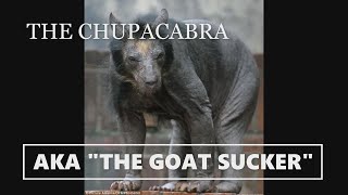 chupacabra footage goat sucker [upl. by Burnie]