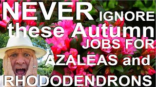 Never Ignore these Autumn Jobs for Rhododendrons and Azaleas [upl. by Atok]