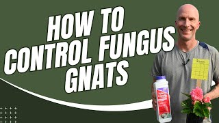 How to Control Fungus Gnats [upl. by Leanard]