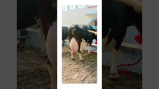 big udder cowHF breedshots youtubeshorts cow [upl. by Orferd]