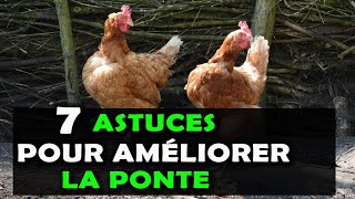 AVICULTURE Voici 7 astuces pour améliorer la ponte chez les poules pondeuses Elevage de Poulet [upl. by Leumhs]