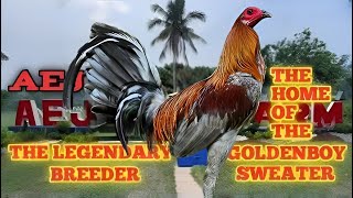 Lets Visit This Gamefarm AEJ GAMEFARM  The Legendary Breeder  Philippines 🇵🇭 [upl. by Gil]