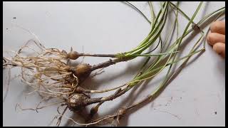 Rain lily  Rain lily bulbs  How to grow rain lily from bulb  How to plant rain lily bulbs [upl. by Amehsat]