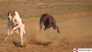 track race dog video 2024 in Pakistan [upl. by Bathilda]