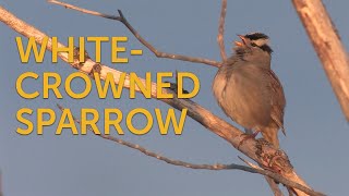 Whitecrowned Sparrow Song [upl. by Hunger]