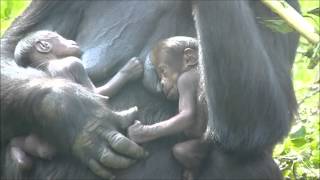 1 day old gorillatwin Burgers Zoo The Netherlands [upl. by Supen671]