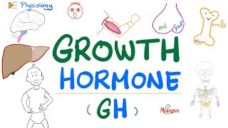 Growth Hormone GH  Somatotropin  Dwarfism Gigantism Acromegaly  Endocrine Physiology [upl. by Lemrahc983]