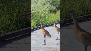 Hear the Unique Sounds of Sandhill Cranes calls in the wildshortsshortsfeedbirdloverscraneshare [upl. by Arabele]