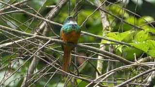 Rufoustailed Jacamar calling [upl. by Yhtnomit46]