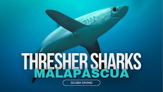 Thresher Sharks in Malapascua Philippines [upl. by Okechuku]