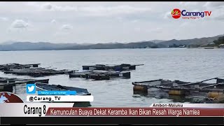 Kemunculan Buaya Dekat Keramba Ikan Bikin Resah Warga Namlea [upl. by Hudson]