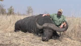 Cape Buffalo Hunt  Büffeljagd  Buffeljakt [upl. by Galloway]