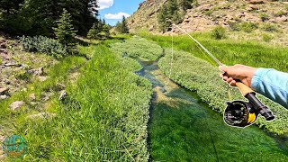 This Tiny Spring Creek Was LOADED with Trout Fly fishing [upl. by Nonez]