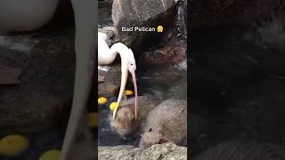 Pelican tries to eat capybara video by joesmith2002 [upl. by Antebi783]