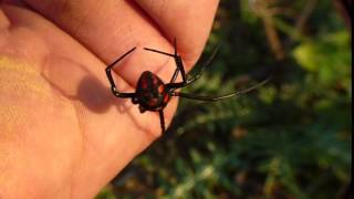 Latrodectus tredecimguttatus cammina sulla mia mano [upl. by Jurkoic]