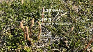 쇠뜨기 야생화를 찾아서9 Equisetum arvense L 1753 in search of wildflowers [upl. by Yerdna386]