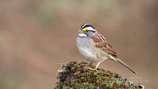 Whitethroated Sparrow Sings  4k [upl. by Ttirrej]