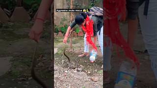 Aggressive checkered keelback snake rescue 😱🐍 [upl. by Thurlough8]