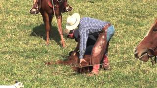 Cattle Branding with Circle B Ranch [upl. by David125]